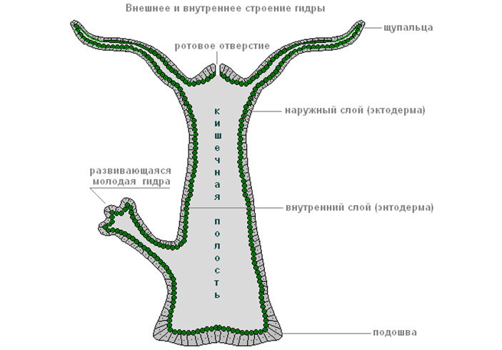 Блекспрут нет bs2web top